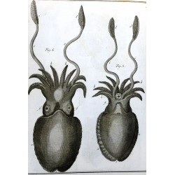 Encyclopedie methodique: Histoire Naturelle, Vers infusoires. Planches de Vers [Single Plate Volume from M. Diderot's Famous Encyclopedia]: Encyclopedie, ou Dictionnaire raisonne des sciences, des arts et des metiers, par une societe de gens de lettres